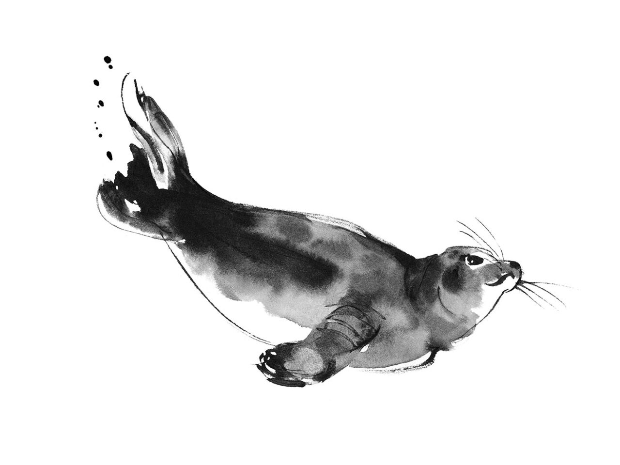Seal illustration in black and white